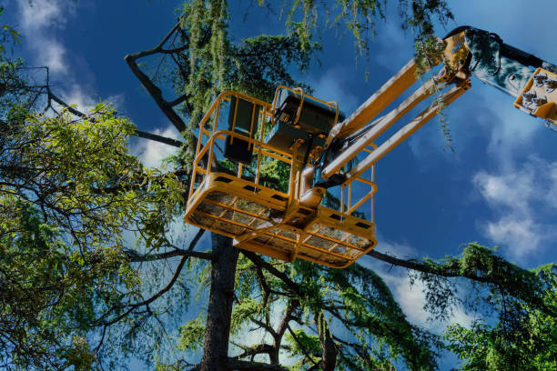 Best Residential Tree Removal  in USA